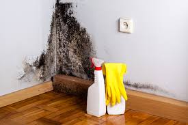 Best Basement Mold Removal in USA